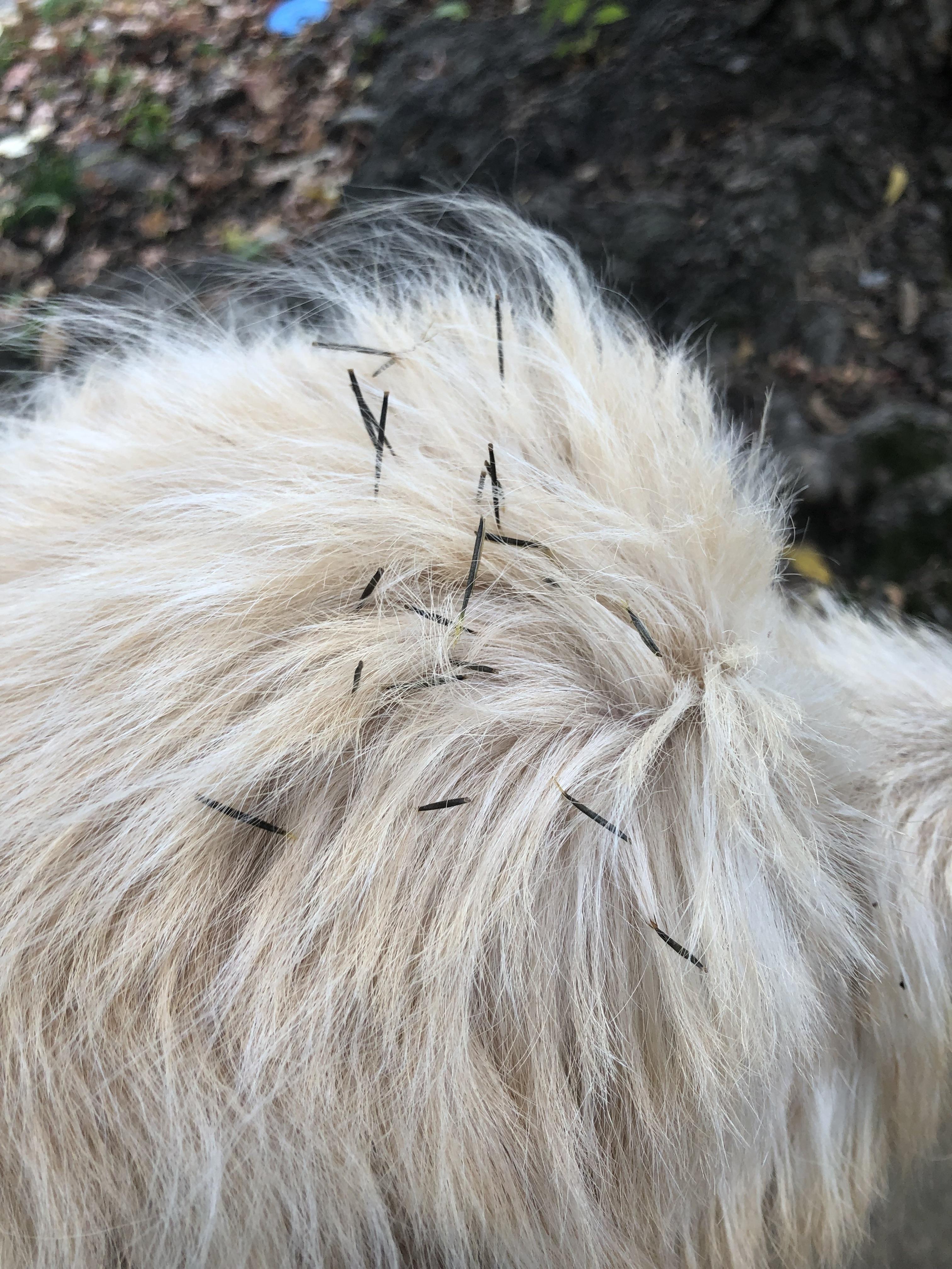 Prickles stuck in dog fur