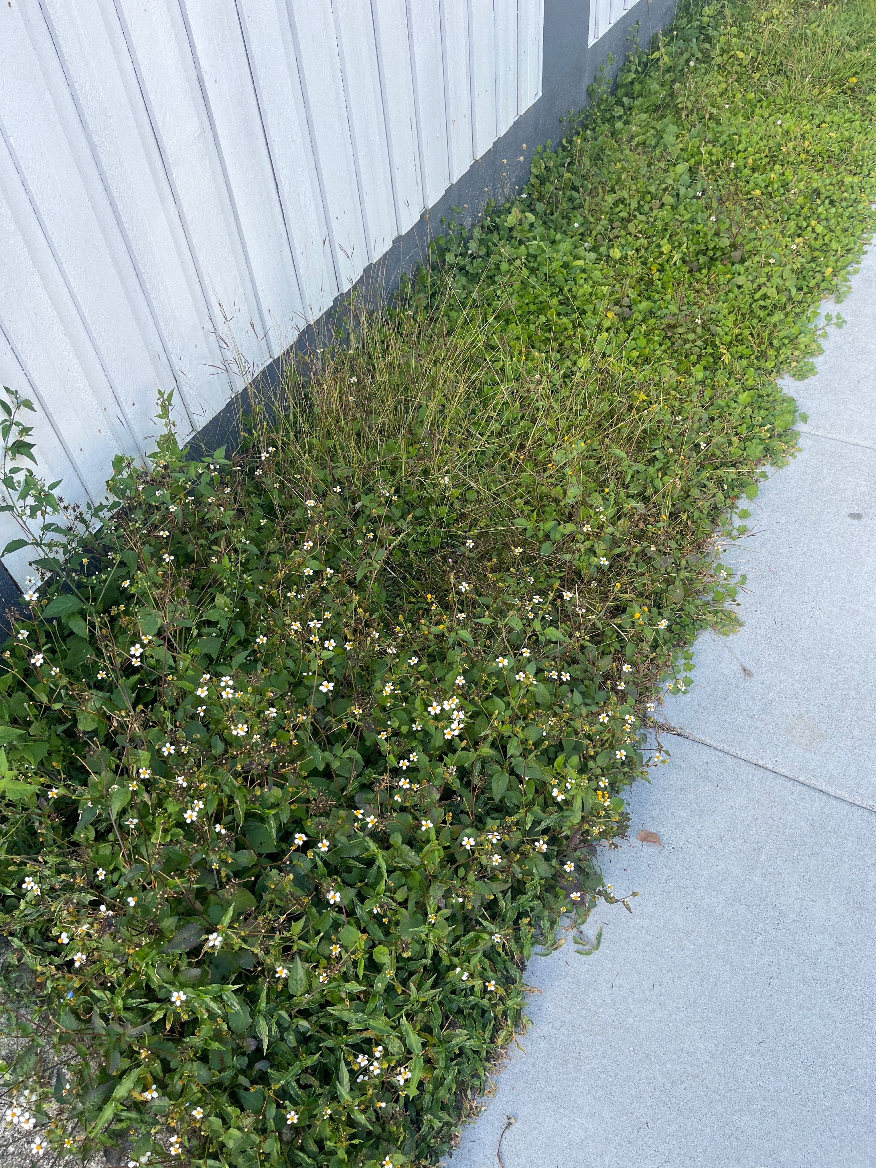 Weeds invading lawn