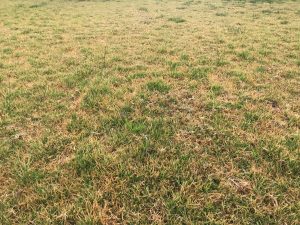 Yellow lawn patches