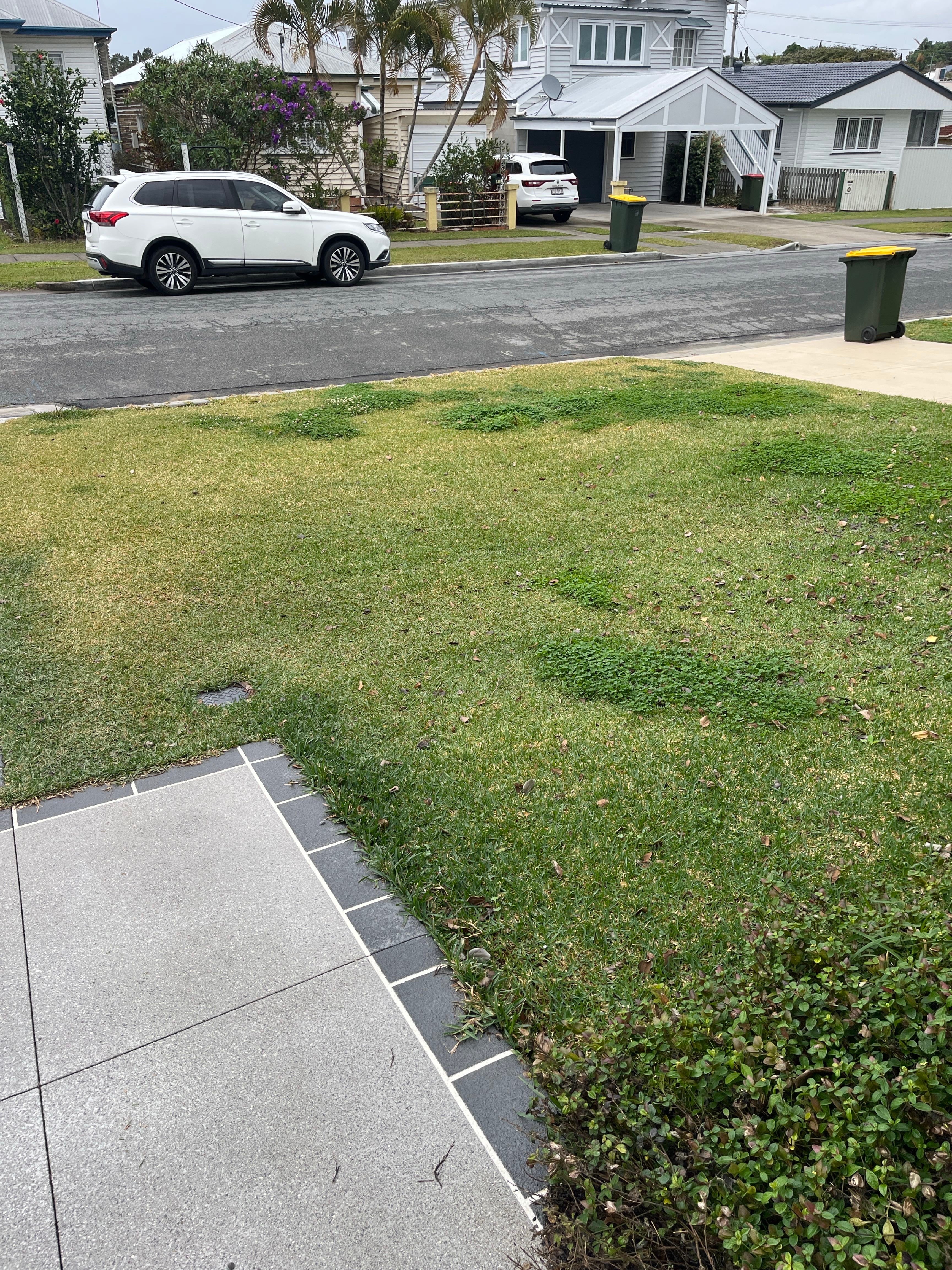 Before: weed-ridden lawn